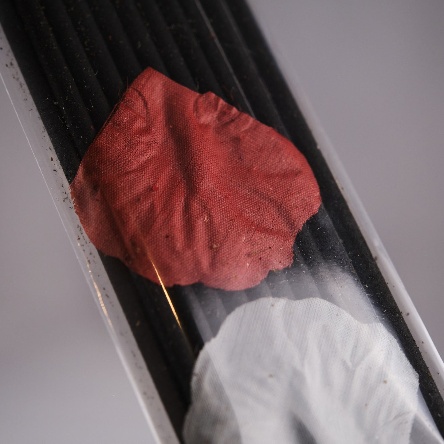 Fred Soll's Joyous Rose