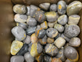 Bumblebee Jasper