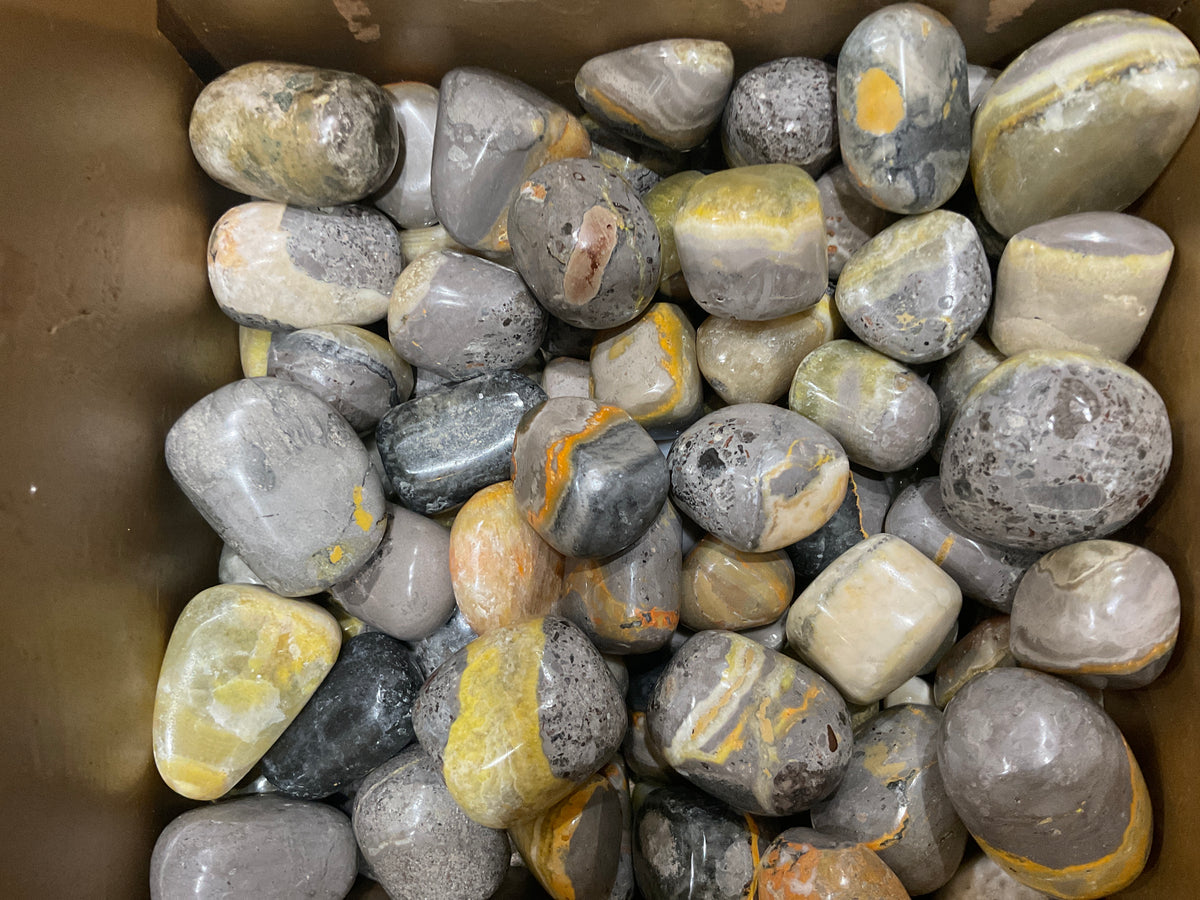 Bumblebee Jasper